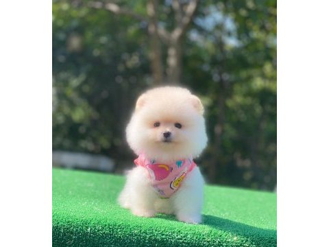 Safkan ayı surat pomeranian pofuduklarım yuva arıyor
