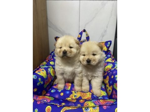 Her renk chow chow bebekler