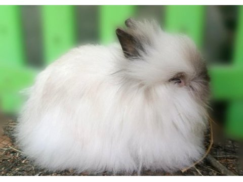 Cüce angora tavşan (teddy dwarf)