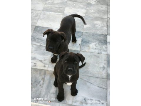 Cane corso köpeği