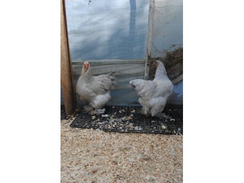 Lavender brahma kuluçkalık yumurta & civciv