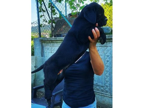 Anneden de babadan da dünya şampiyonu cane corso torunları