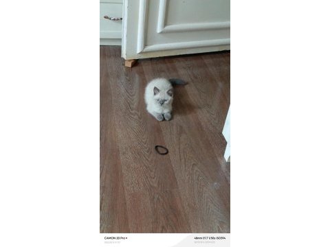 Dişi british shorthair kedisi