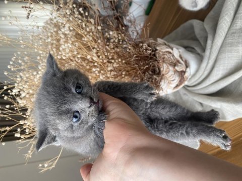 Yavru scottish fold kedimiz