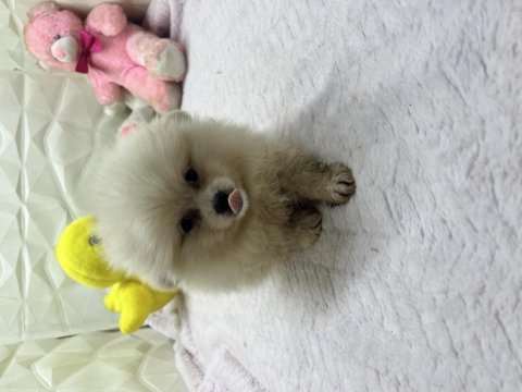 Erkek dişi pomeranian yavrular