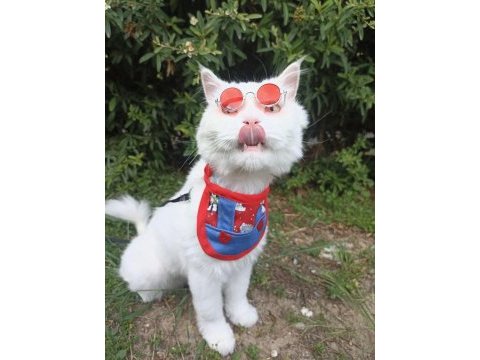 Ücretsiz erkek chinchilla kedimiz