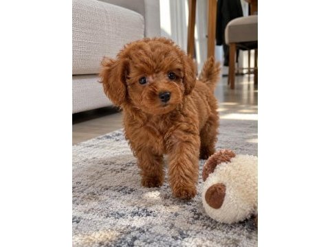 Toy poodle ırkı