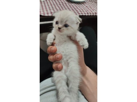 Yavru scottish fold kediler
