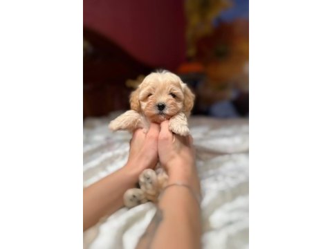 Maltipoo yavrularımız