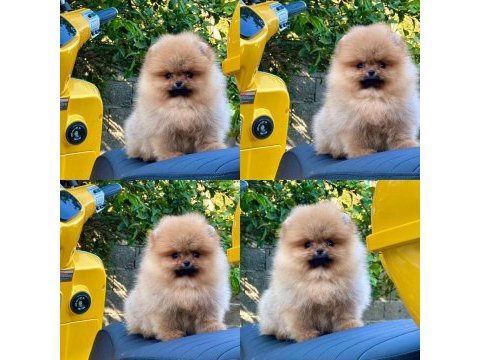 Mersin pomeranian yavru ve sağlıklı köpekler