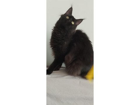 7 aylık maine coon dişi