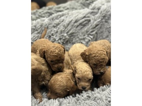 Toy poodle orjinal yavrular dişi erkek