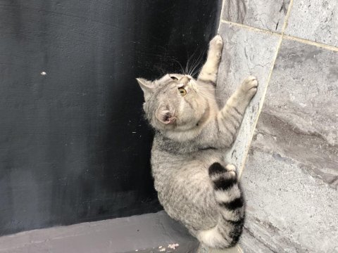 British silver point erkek british shorthair 1 yaşında