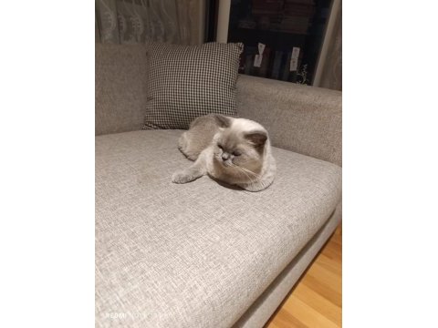 Saf kan british shorthair