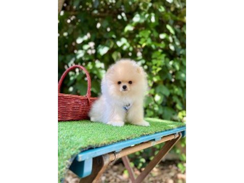 Safkan pomeranian boo yavrularımız
