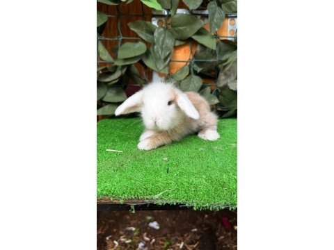 Safkan hollanda lop ve cüce tavşan