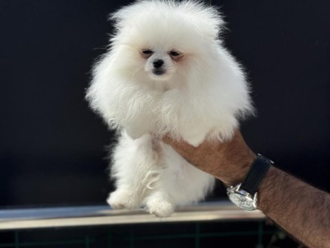 Tea cup pomeranian yavrular ziyarete açık