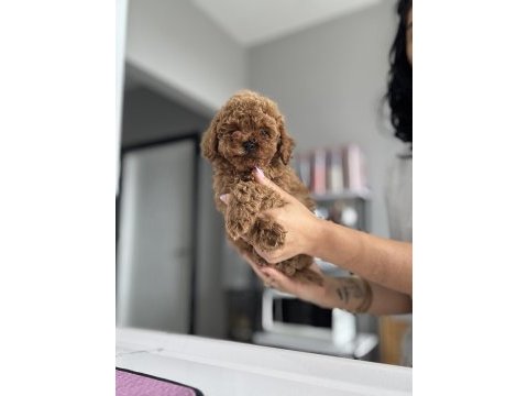 Üst düzey poodle bebekler