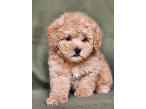 Minik f1b maltipoo yavrular