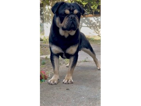 İzmirde başka bu renkte pug yok