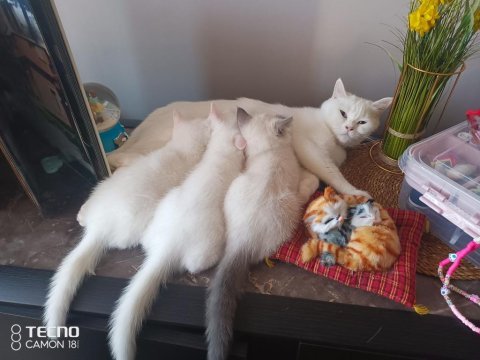İlk gelen alır british shorthair