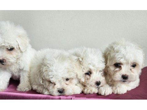 Mini boy maltese minikler
