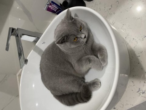 British shorthair 1 yaşında