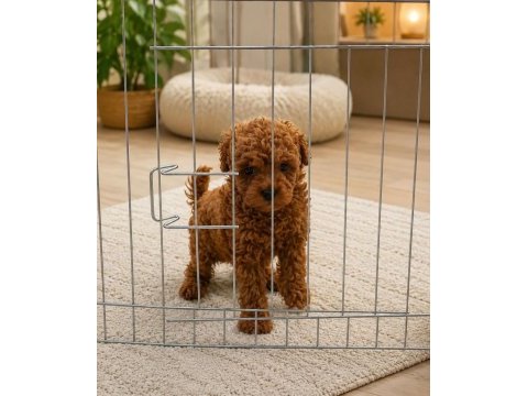 Orjinal izmir de garantili toy poodle