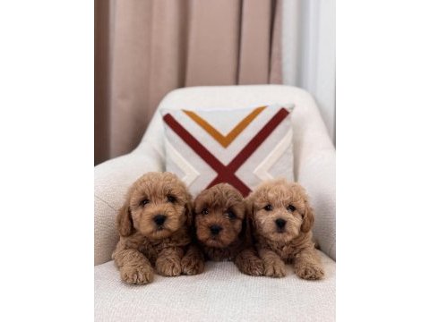 Minik maltipoo köpeklerim