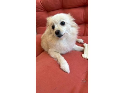 11 aylık dişi pomeranian