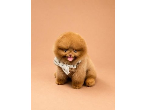 Kore ayı surat pomeranian boo yavrularımız