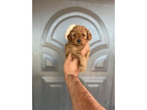 Toy poodle yavrular