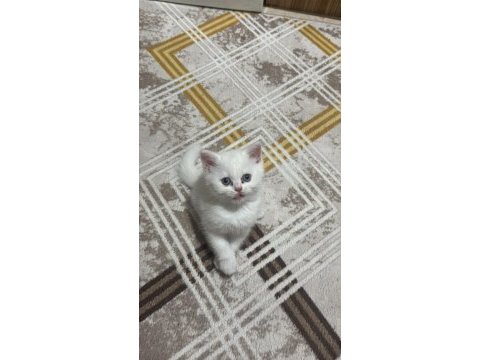 Beyaz british shorthair yavrularımız