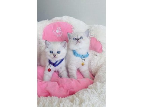 A kalite maviş point british shorthair bebekleirm 