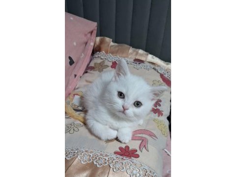 Yeni yuvasına gitmeye hazır dişi british shorthair