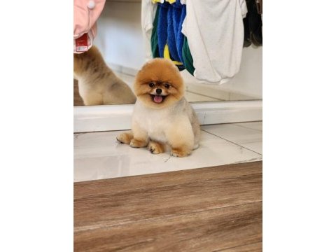 Gerçek ayı surat pomeranian boo türkiyenin enleri