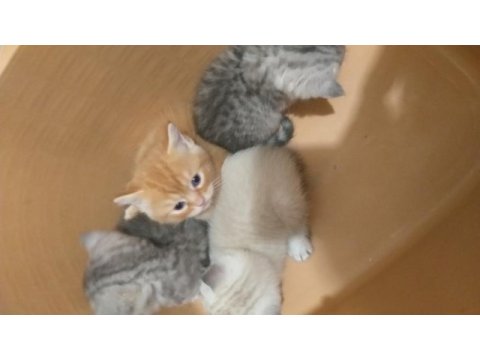 Güzel british longhair yavrular yeni sahiplerini arıyor