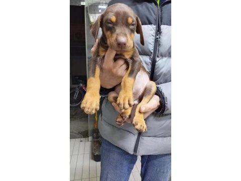 Doberman yavrularımız teslime hazır