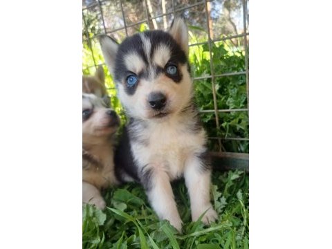 Sağlıklı husky yavrularımız