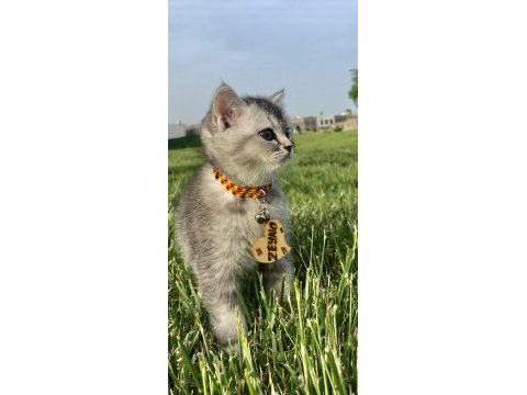 4 aylık scottish fold
