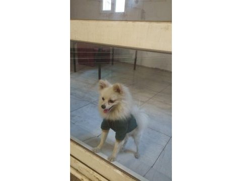 Pomeranian tilkiye yeni ev ve sahip lazım