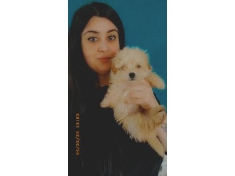 Morkie yavrumuz