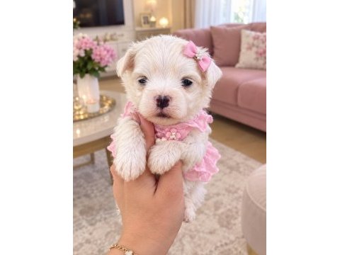 Kucuk mınık köpekler