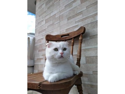 Acil yuva arıyoruz scottish fold