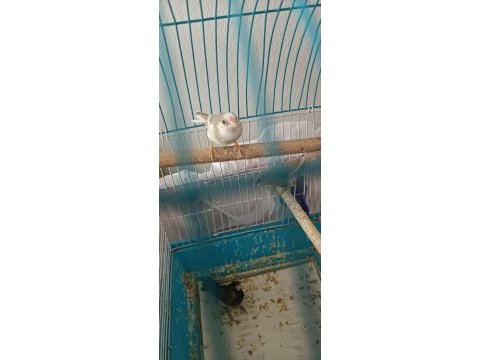 Sahibinden çokta sayıda bengal ispinozu