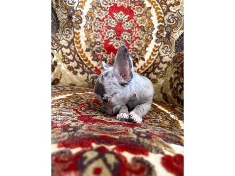 Yavru bir adet erkek 2 adet dişi chihuahua