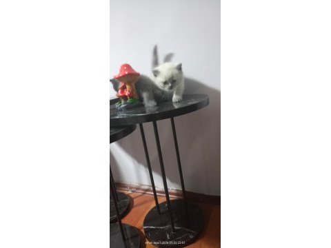 20 güne teslim kediler