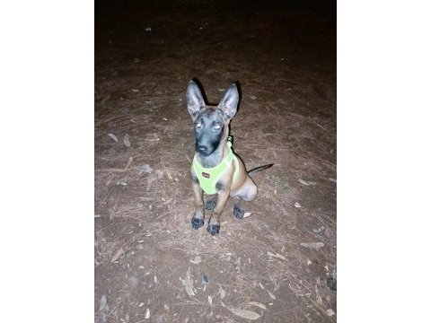 Belçika malinois