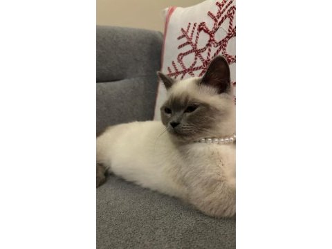 3.5 aylık erkek kedimiz