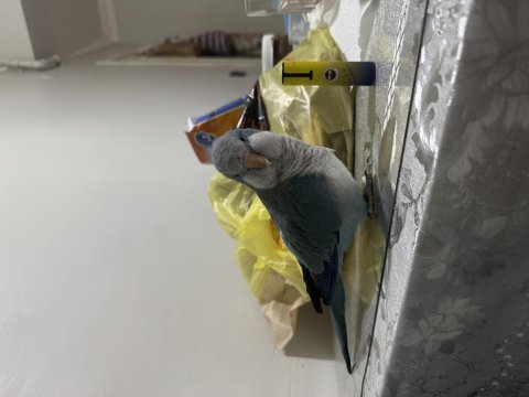 Çok güzel bebek monk konuşma mevcut